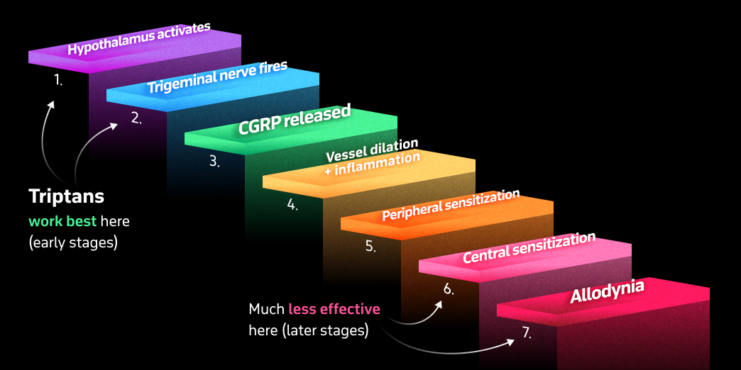 The migraine cascade: triptans work best in the early stages