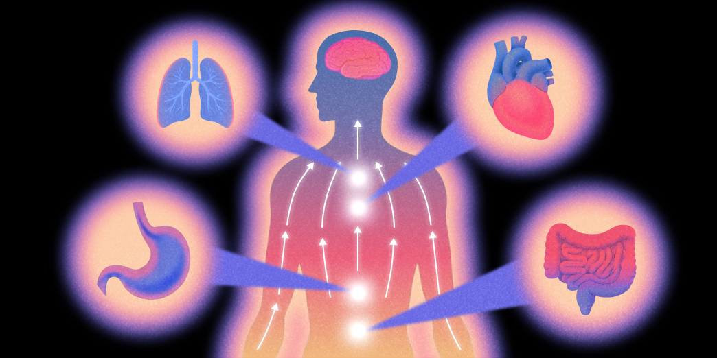 The vagus nerve running from the brainstem through the body
