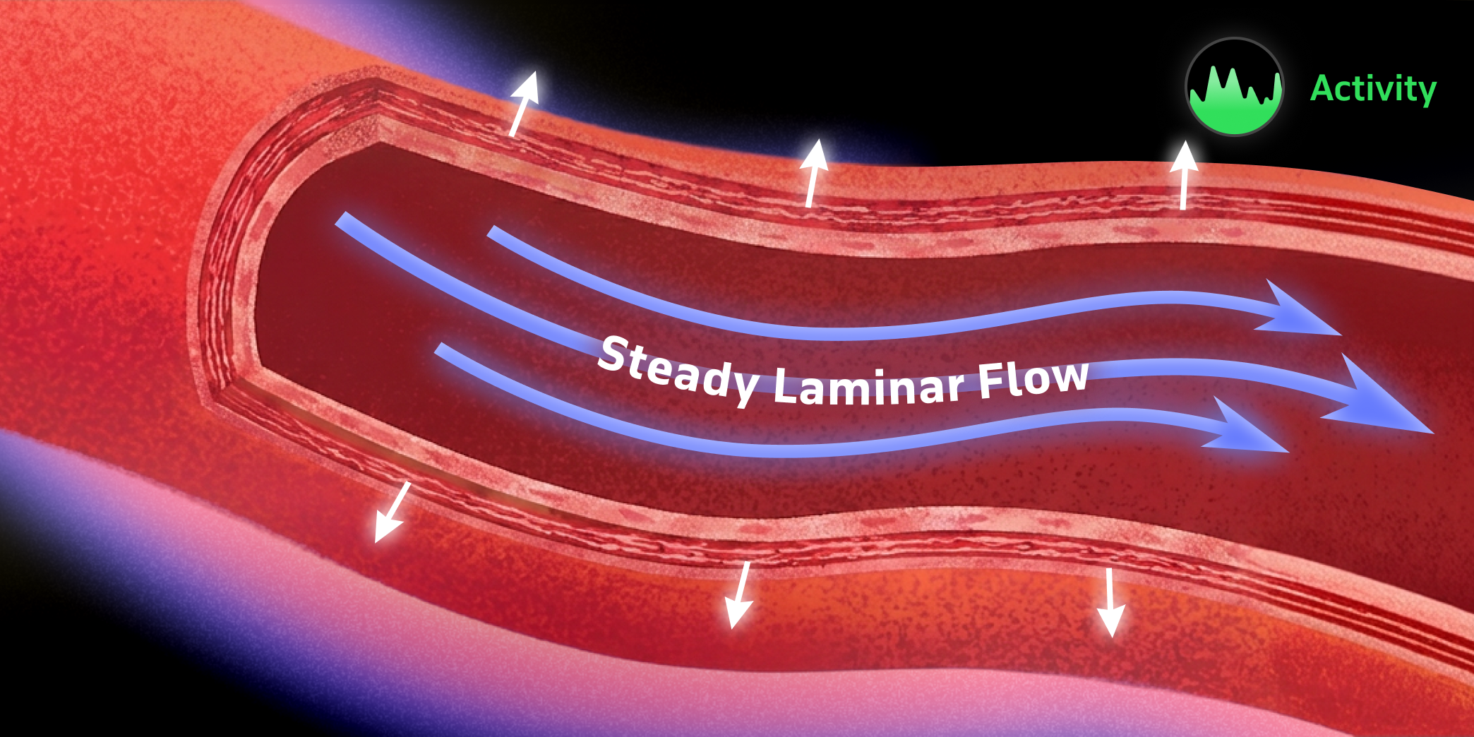 Healthy endothelium kept functional by smooth blood flow